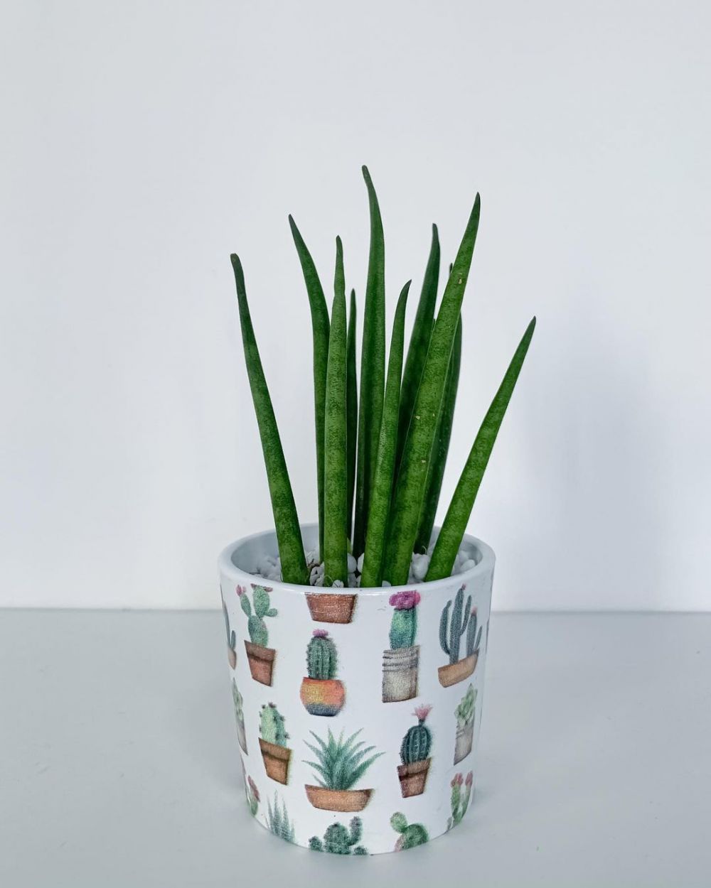 Cara merawat lidah mertua cylindrical agar tumbuh subur