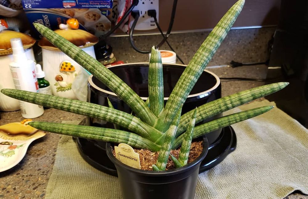 Cara merawat lidah mertua cylindrical agar tumbuh subur