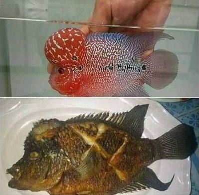 10 Potret sajian olahan ikan ini absurdnya bikin pengen nangis