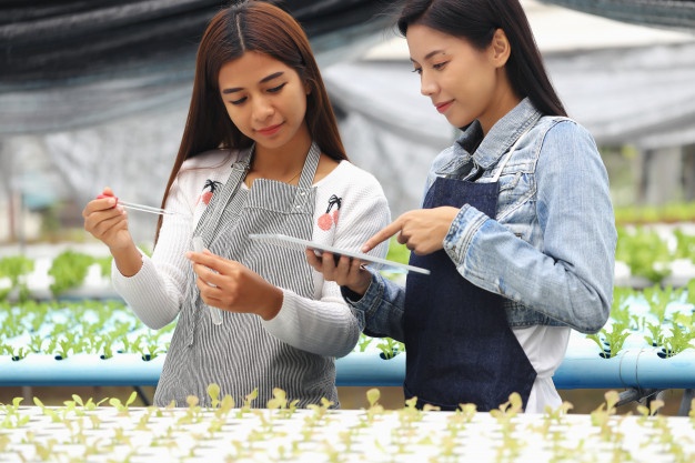 7 Kesalahan ini membuat tanaman hidroponik tidak berkembang