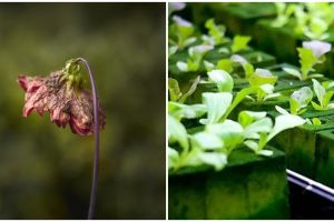 7 Kesalahan ini membuat tanaman hidroponik tidak berkembang