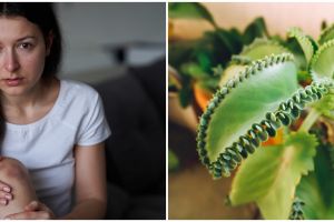 7 Tanaman obat ampuh sembuhkan luka luar, mudah ditemukan