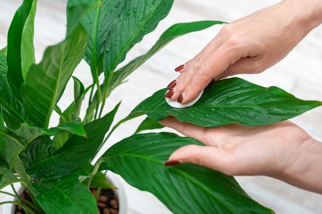 Cara merawat tanaman hias daun gelombang cinta Instagram ; freepik © 2021 brilio.net