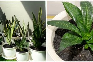 Macam-macam lidah mertua berdasarkan bentuk, kenali perbedaannya