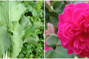 7 Tanaman hidroponik yang cocok di dataran rendah, mudah dirawat