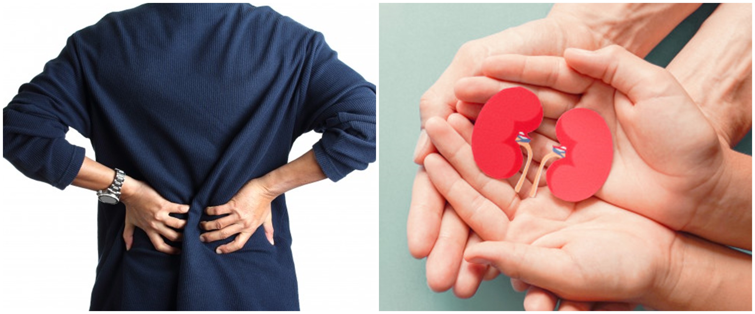 Tanaman obat infeksi ginjal, mudah didapat dan bekerja dengan cepat