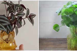 8 Tanaman hias gantung media air, awet dan cantik