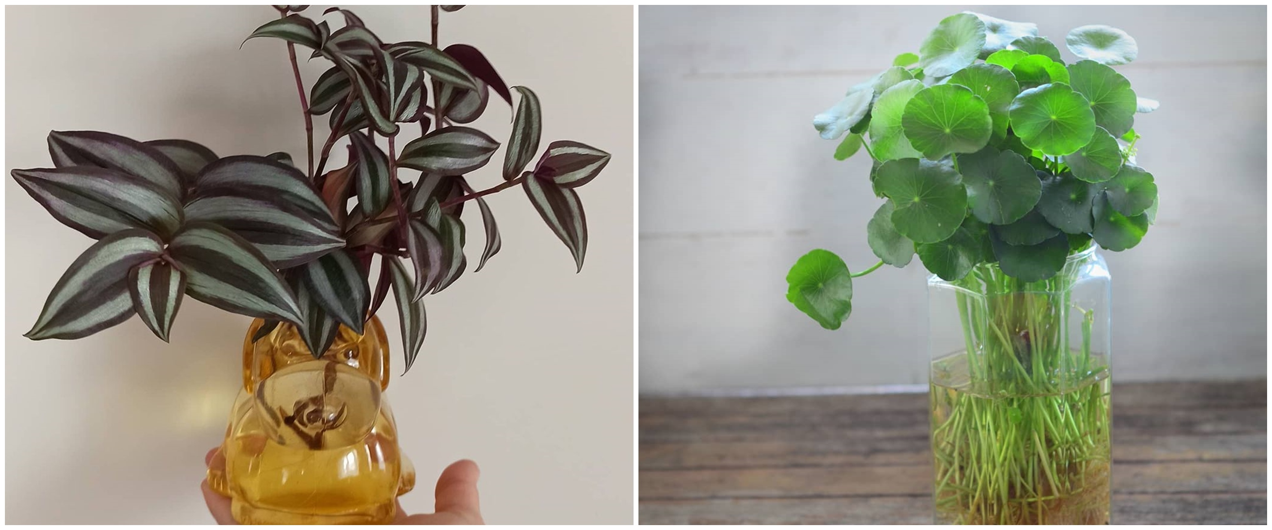 8 Tanaman hias gantung media air, awet dan cantik