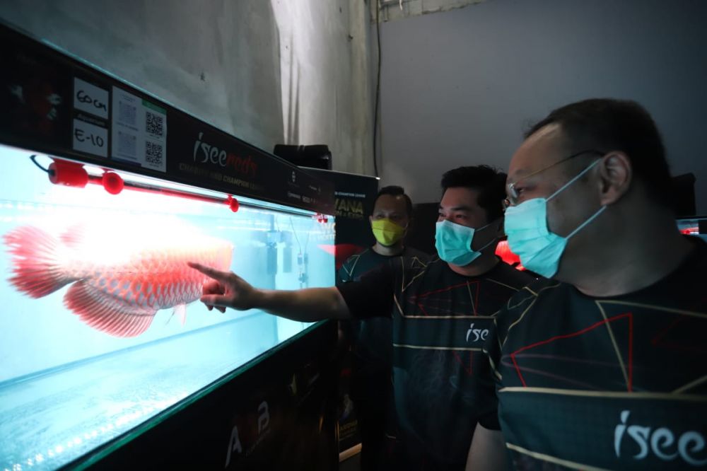 5 Fakta pameran dan kompetisi Arwana, ikan hias terbaik di dunia