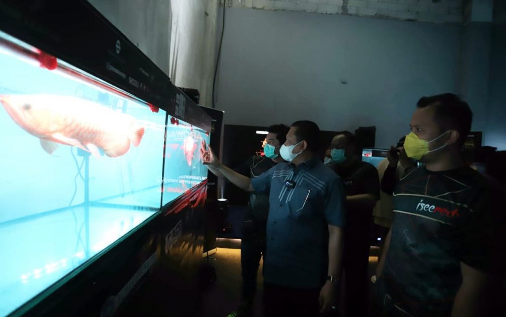 5 Fakta pameran dan kompetisi Arwana, ikan hias terbaik di dunia