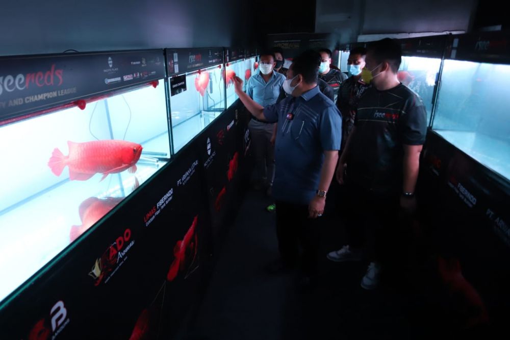 5 Fakta pameran dan kompetisi Arwana, ikan hias terbaik di dunia