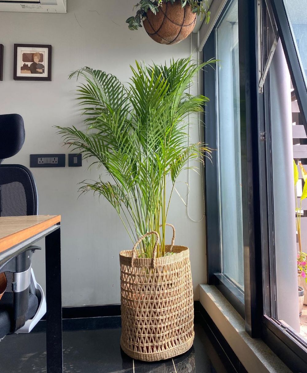 Lidah mertua dan 4 tanaman hias ini bisa meningkatkan oksigen di rumah