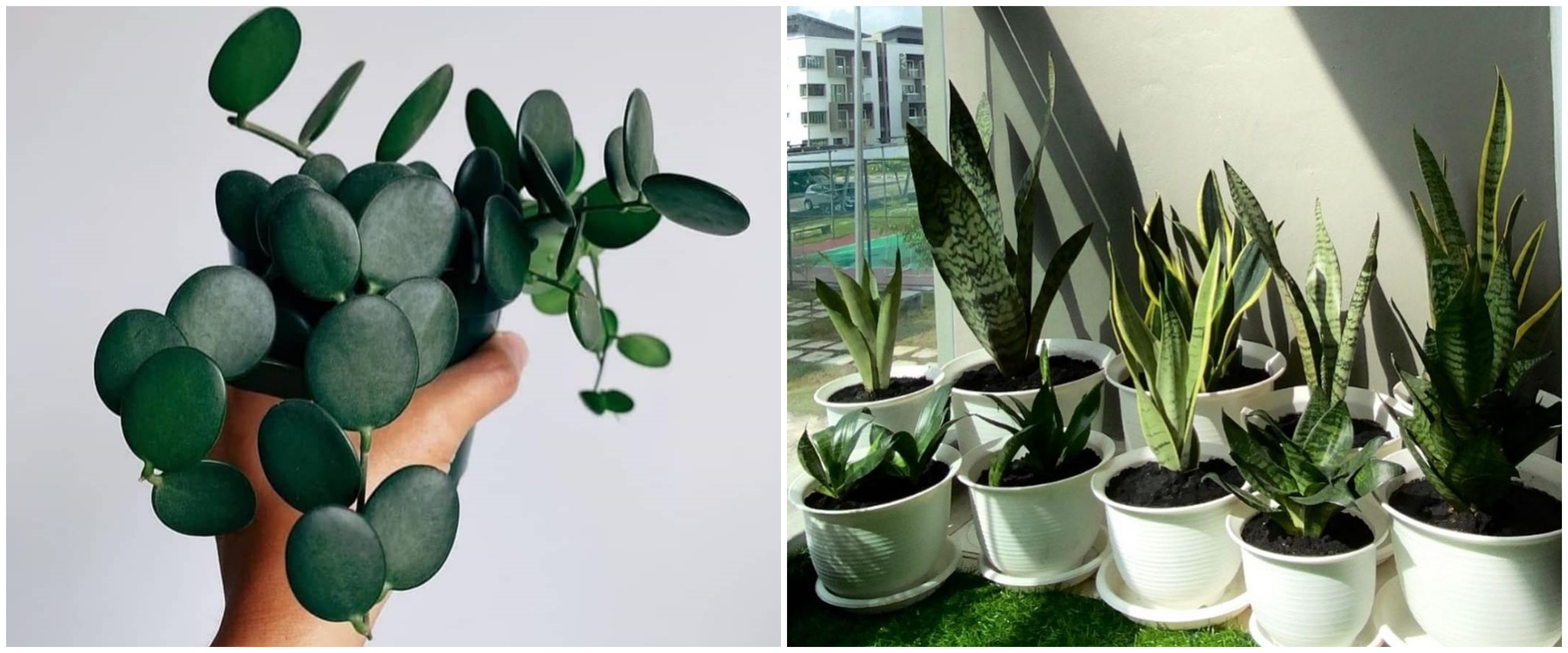 Lidah mertua dan 4 tanaman hias ini bisa meningkatkan oksigen di rumah