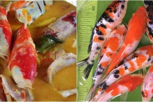 Aksi nyeleneh wanita masak ikan koi jadi gulai, bikin meringis