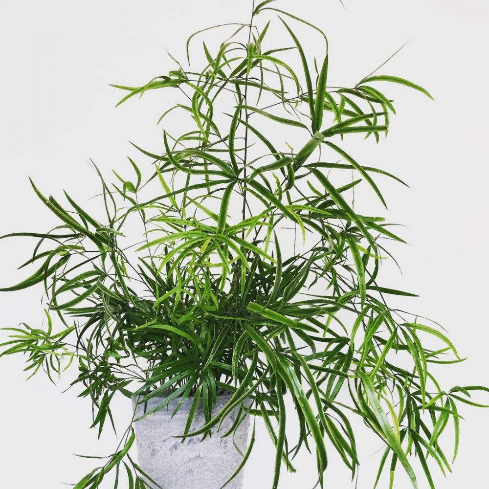 5 Jenis tanaman hias daun asparagus, perawatannya nggak ribet