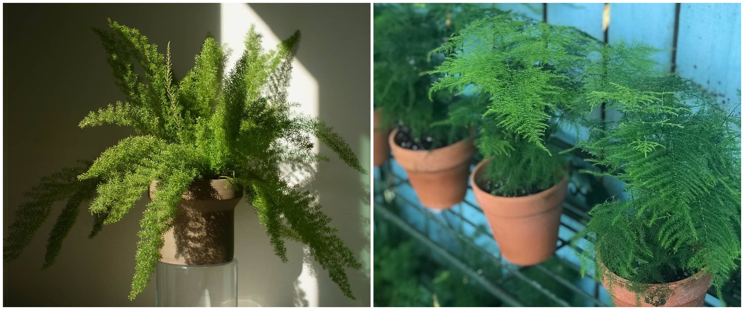5 Jenis tanaman hias daun asparagus, perawatannya nggak ribet