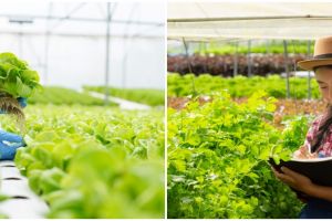 8 Jenis sistem tanaman hidroponik serta kelebihan dan kekurangan