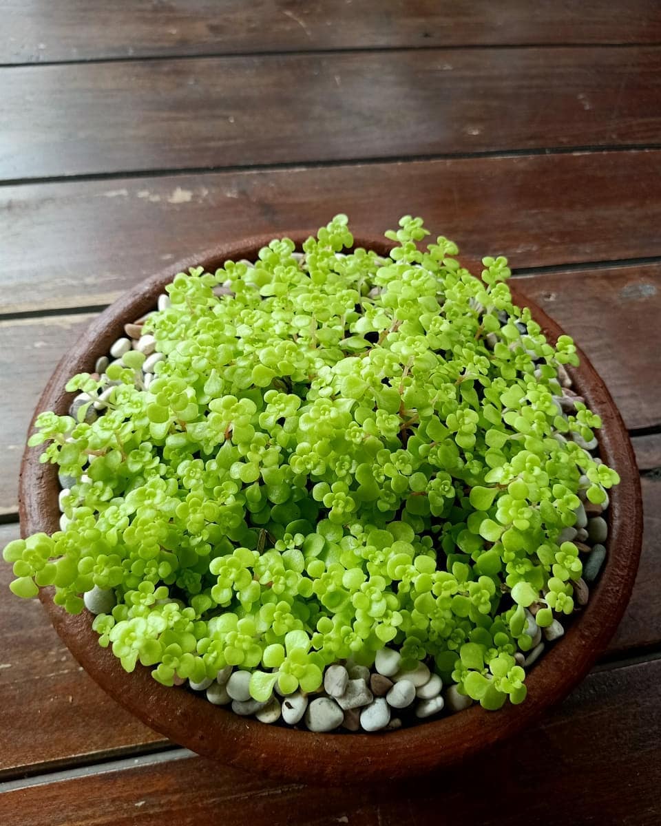 7 Tanaman  hias  daun  hijau kecil  unik dan cocok untuk pot mini