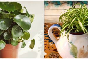 7 Tanaman hias daun hijau kecil, unik dan cocok untuk pot mini