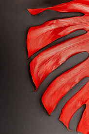 Cara menanam dan merawat janda bolong tanaman hias warna merah