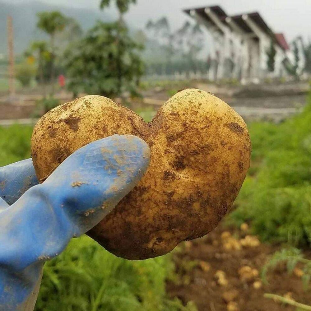 10 Penampakan bentuk love absurd ini bikin jomblo nyengir lebar