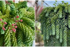 Cara merawat tanaman hias gantung kaktus anggur, rimbun dan cantik