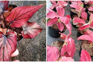 Harga keladi merah daun panjang dan cara merawatnya