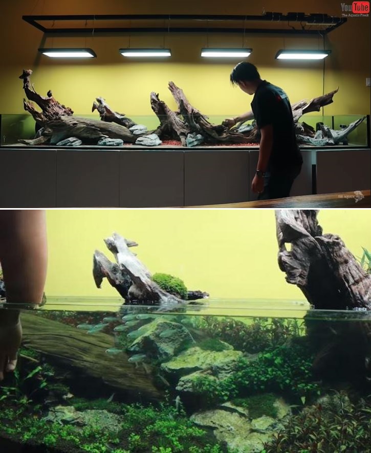Potret akuarium mewah 5 seleb, ada yang ditaksir senilai Rp 500 juta