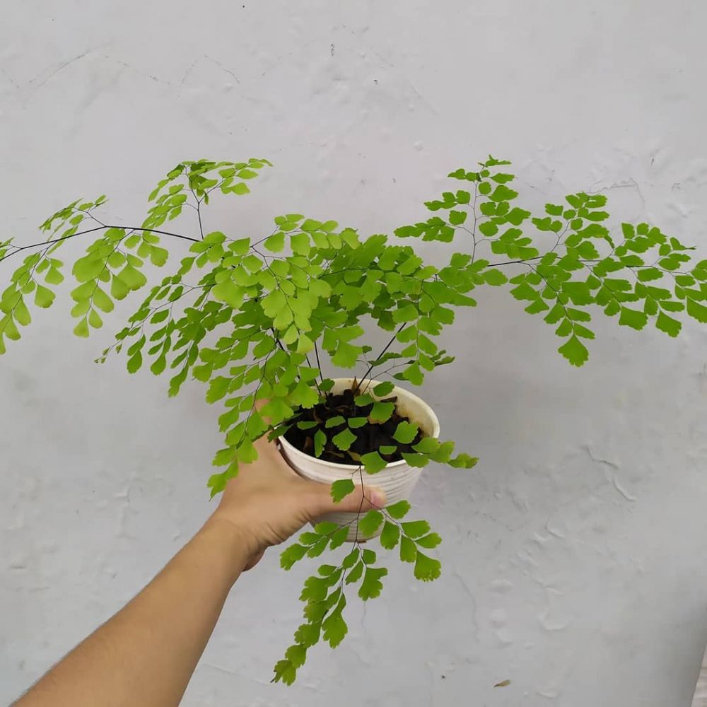 Cara merawat dan menanam tanaman hias daun suplir Instagram