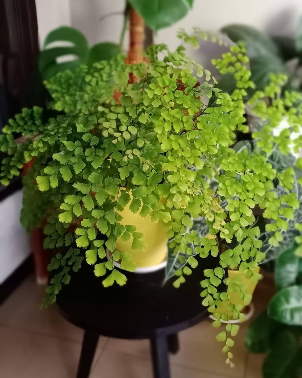 Cara merawat dan menanam tanaman hias daun suplir Instagram