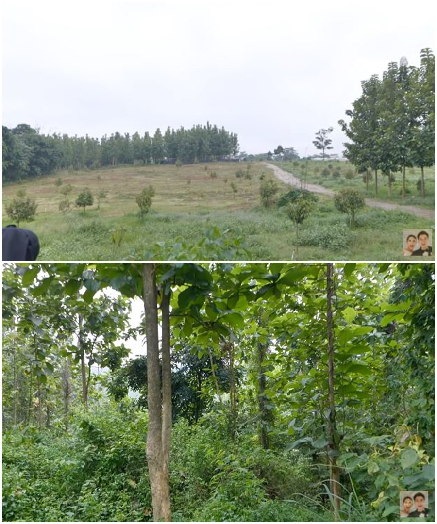 8 Momen Baim Wong siapkan lahan untuk bangun pesantren, luas 6 hektar