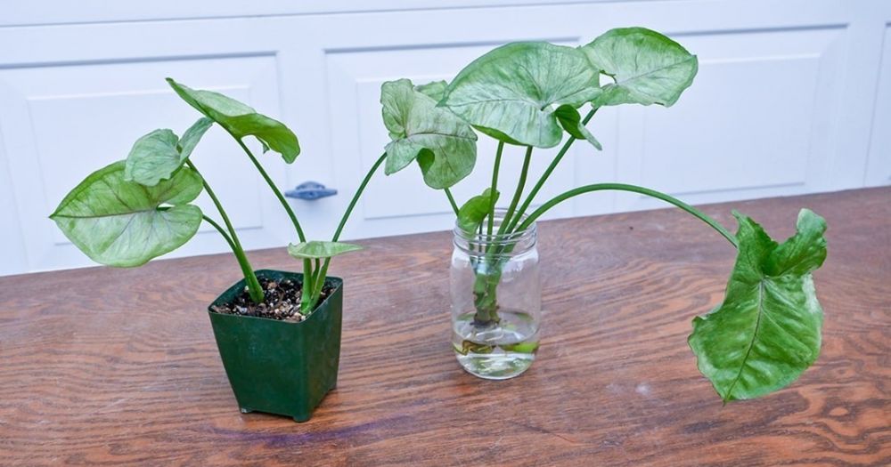 Keladi dan 9 tanaman hias ini beracun, jangan sampai termakan