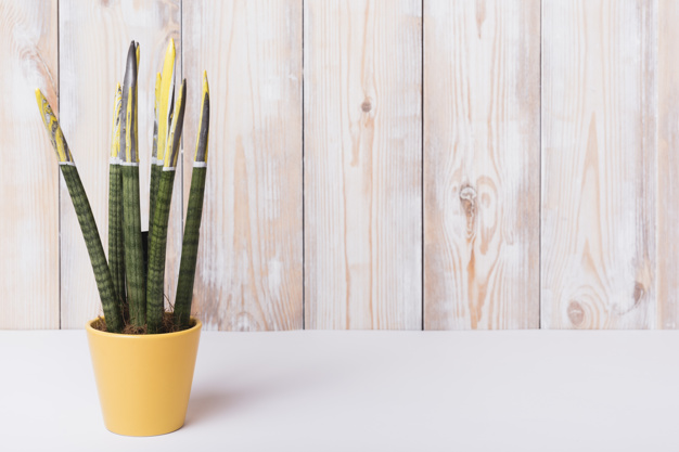 Keladi dan 9 tanaman hias ini beracun, jangan sampai termakan