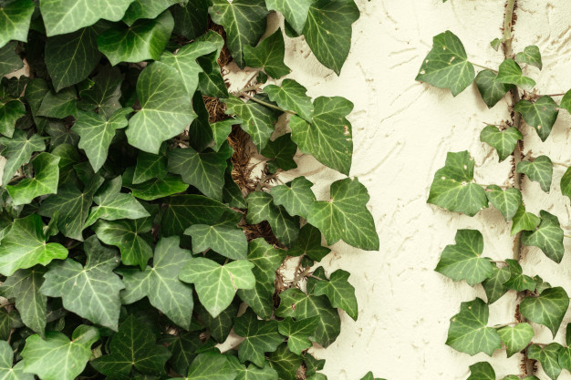 Keladi dan 9 tanaman hias ini beracun, jangan sampai termakan