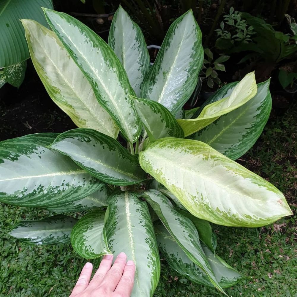 8 Tanaman aglonema termurah dan terjangkau, ada snow white