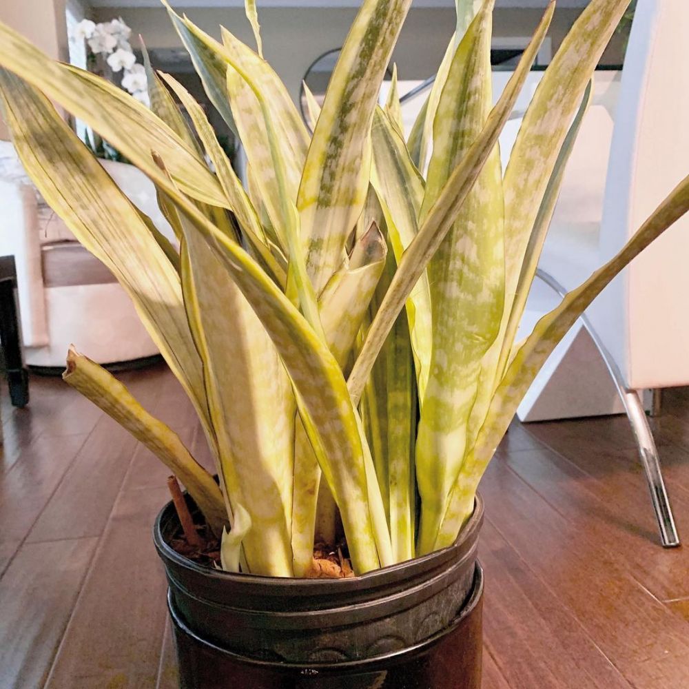 Cara merawat lidah mertua hijau kuning yellow stone, simpel dan mudah