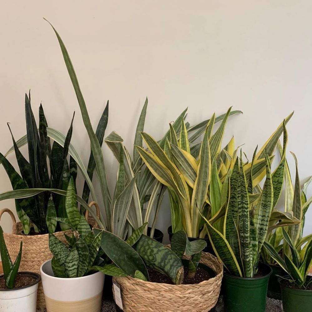 Cara merawat lidah mertua hijau kuning yellow stone, simpel dan mudah