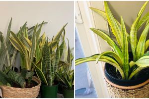 Cara merawat lidah mertua hijau kuning yellow stone, simpel dan mudah