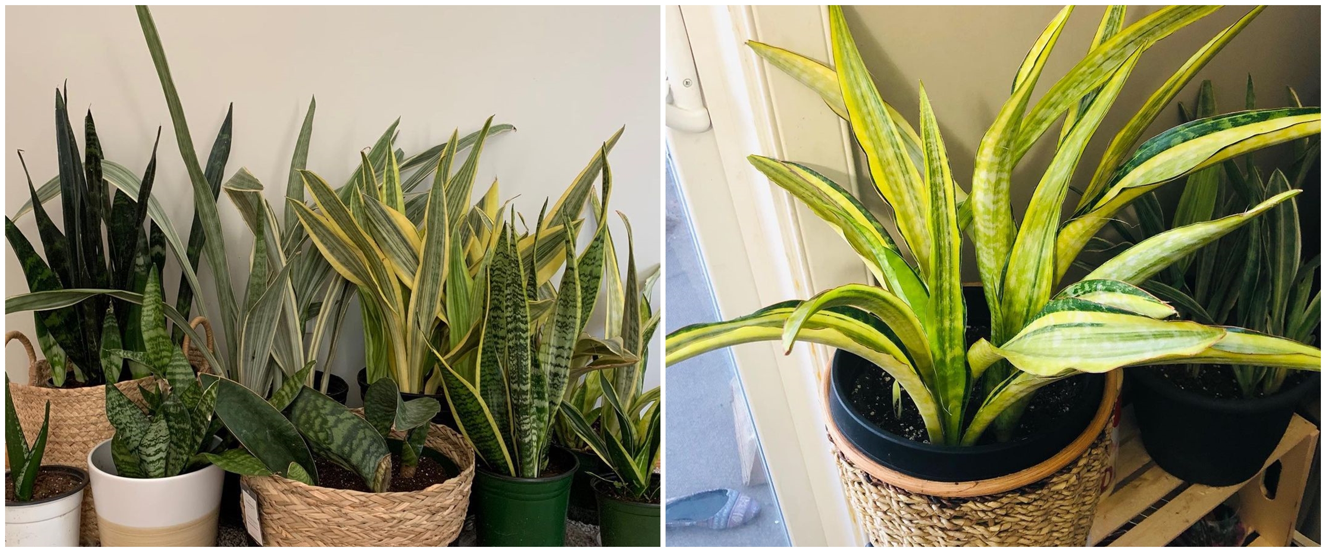 Cara merawat lidah mertua hijau kuning yellow stone, simpel dan mudah