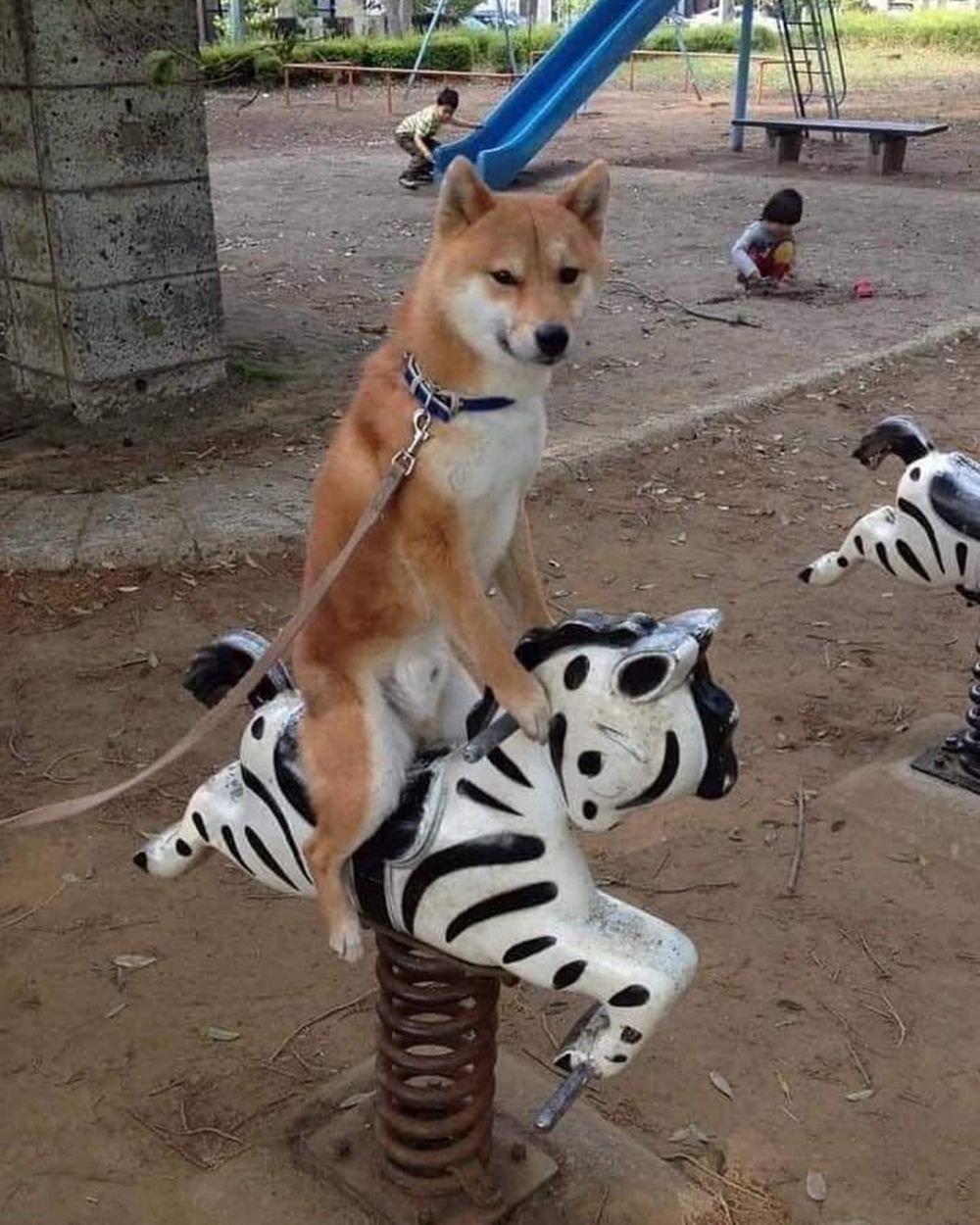 10 Aksi nyeleneh kalau hewan lagi gabut, bikin bingung manusia