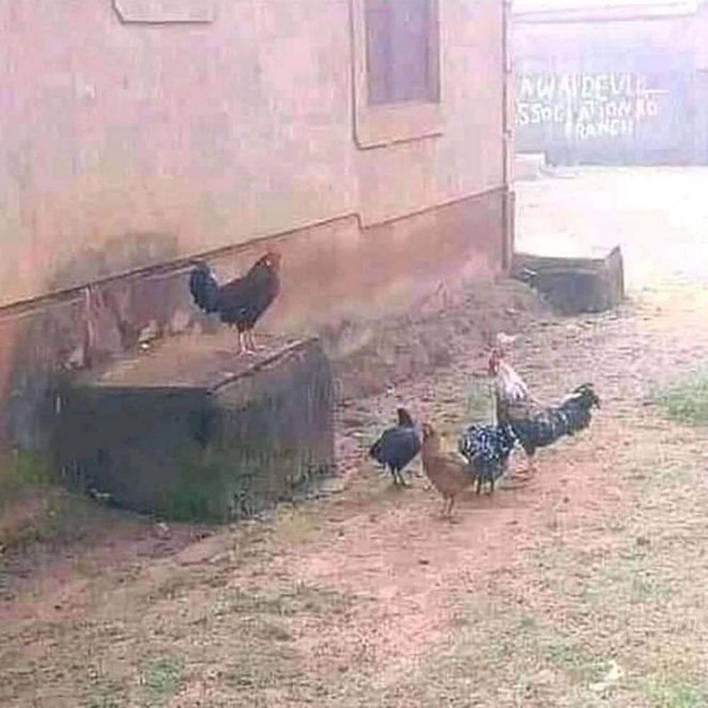 10 Aksi nyeleneh kalau hewan lagi gabut, bikin bingung manusia