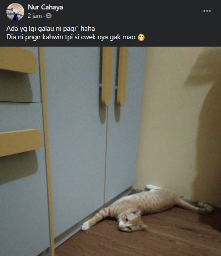 10 Status FB lucu orang pelihara kucing ini nyeleneh abis, menghi