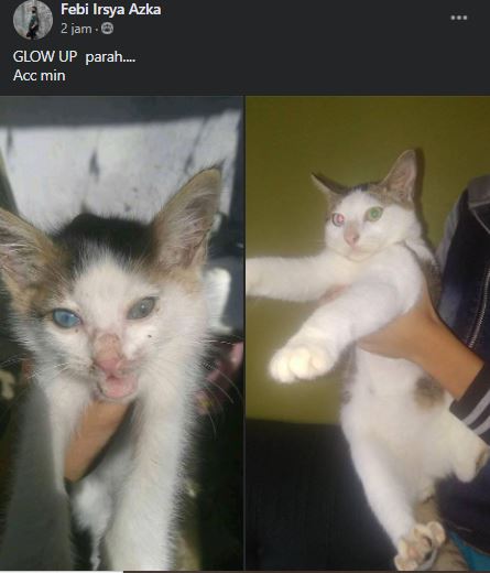 10 Status FB lucu orang pelihara kucing ini nyeleneh abis, menghibur 