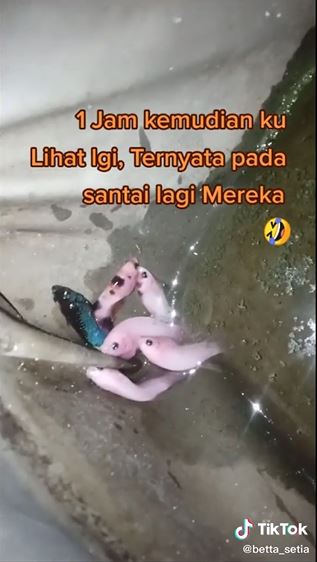 Viral ikan cupang suka "nongkrong" menepi di pinggiran kolam