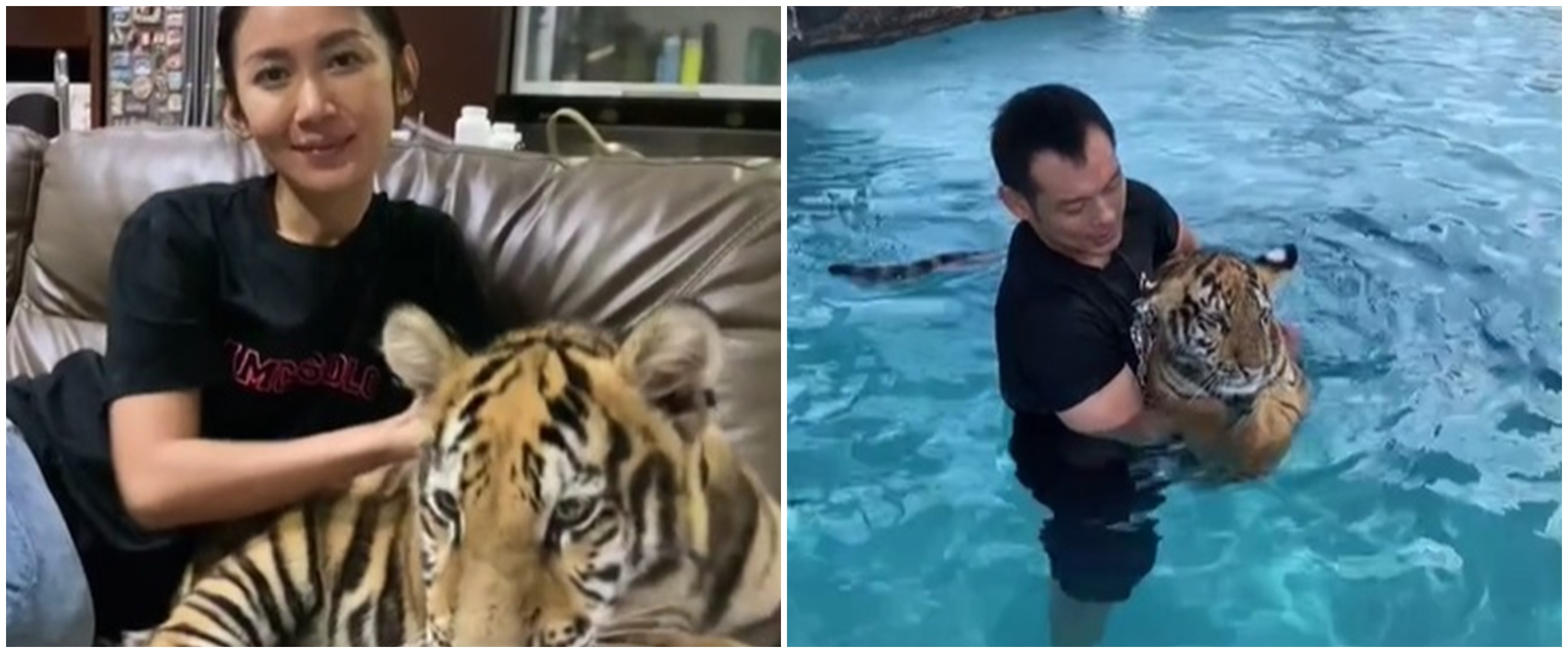 10 Potret Kenzo harimau yang dipelihara bebas di rumah hunian keluarga