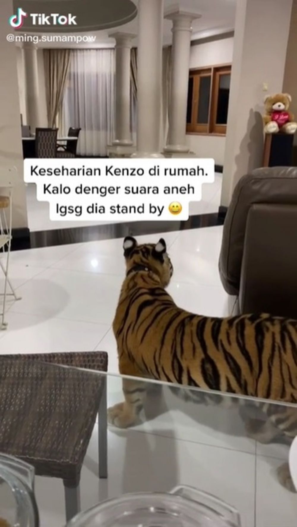 10 Potret Kenzo harimau yang dipelihara bebas di rumah hunian keluarga
