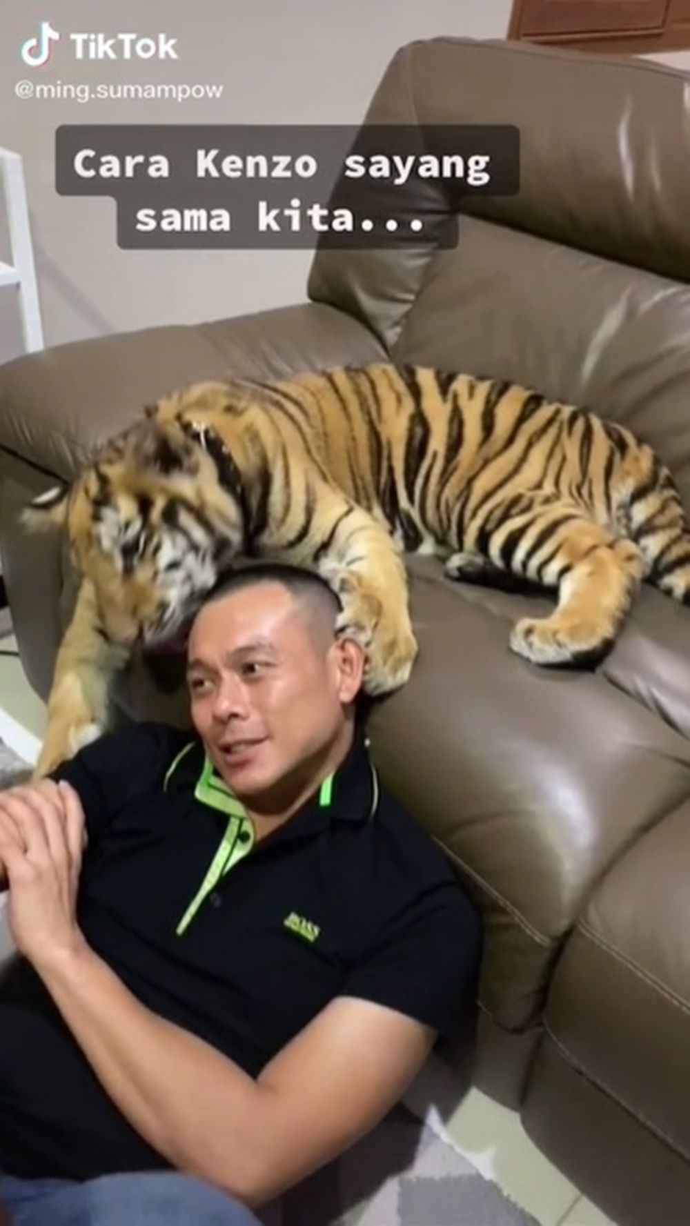 10 Potret Kenzo harimau yang dipelihara bebas di rumah hunian keluarga