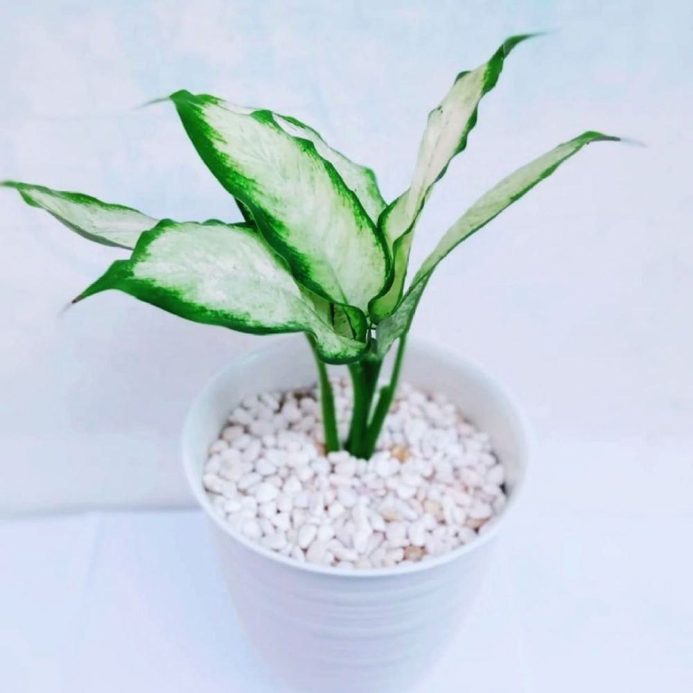 Harga tanaman aglonema putih lengkap dengan cara merawatnya