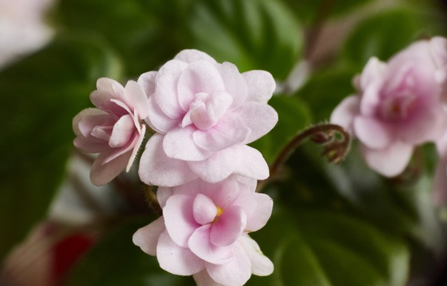 Lidah mertua dan 7 tanaman hias ini bisa hidup dengan media air