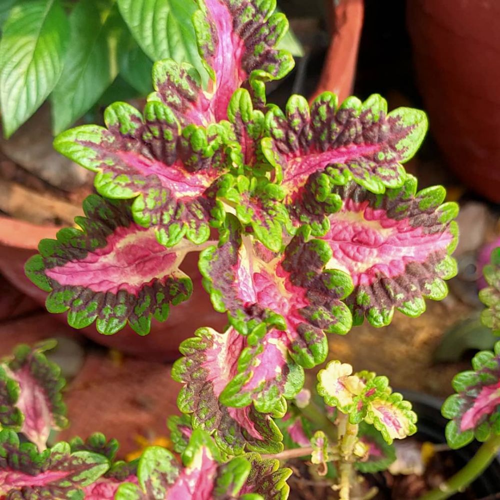 Lidah mertua dan 7 tanaman hias ini bisa hidup dengan media air